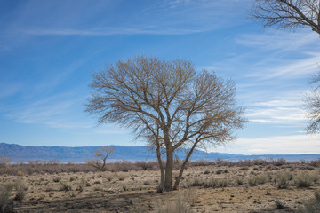 Fototapeta na wymiar California Mojave Desert Tree