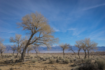 Leaning Desert Tree