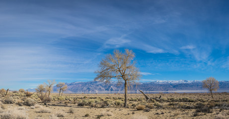 Panorama of Desert Tree