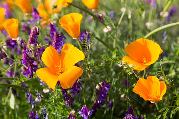 California poppies enjoying sunshine in a field