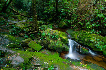 small waterfall in green forest
