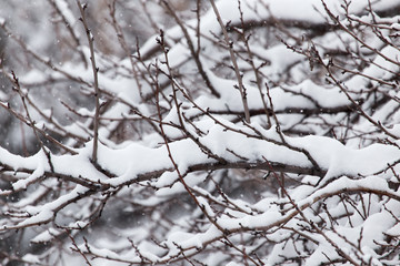 snow on the branches of a tree in nature