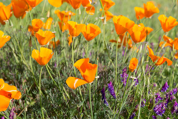 California poppies enjoying sunshine in a field