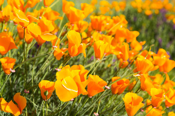 Obraz premium California poppies enjoying sunshine in a field