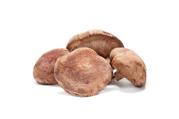 fresh Shiitake mushroom