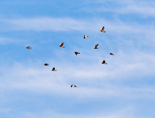 a flock of pigeons in the sky