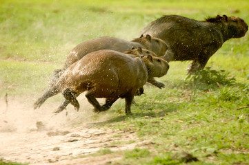 Capibara in Los Llanos
