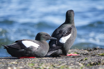 Black Guillemot on a pier