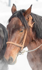 Obraz premium Portrait of a horse on nature in winter