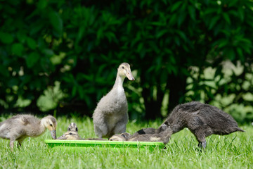 Domesticated ducks on Water bowl on meadow
