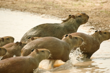 Capibara in Los Llanos