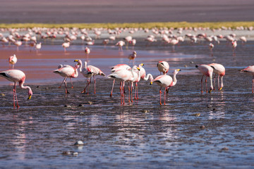 Fototapeta premium Flamingos in der roten Laguna Colorada, Reserva Nacional de Fauna Andina Eduardo Avaroa