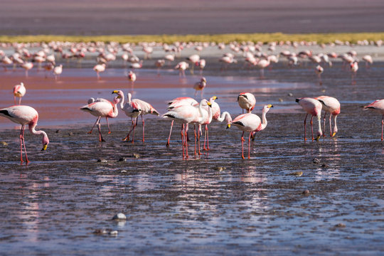 Flamingos in der roten Laguna Colorada, Reserva Nacional de Fauna Andina Eduardo Avaroa