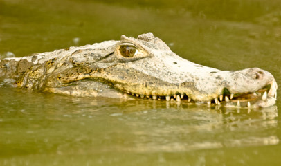 Alligator in Venezuela