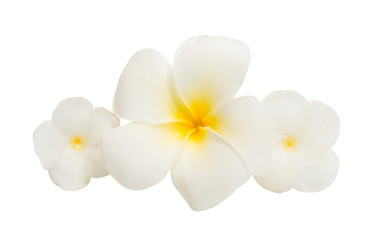 tropical flower isolated