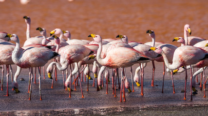 Flamingo-Gruppe in der Laguna Colorada, Bolivien