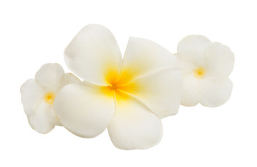 Obraz na płótnie Canvas tropical flower isolated