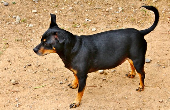 While standing guard in this backyard, an adorable little dog watches over his territory.