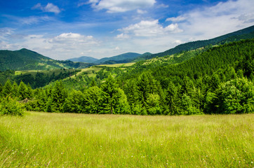 Summer mountain landscape, green hills and trees in the warm sunny day