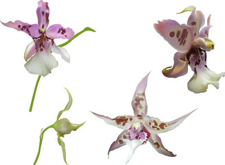 lilac and white four orchids on white