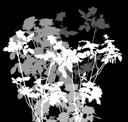 white and grey roses bush isolated on black