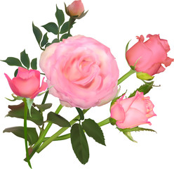 bright pink rose and four buds isolated on white