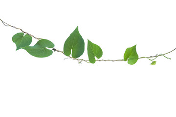 Heart shaped greenery leaves wild vine isolated on white background, clipping path included.