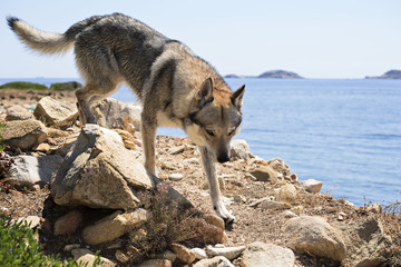 Fototapeta premium Czech Wolfdog in Sardinia, Italy