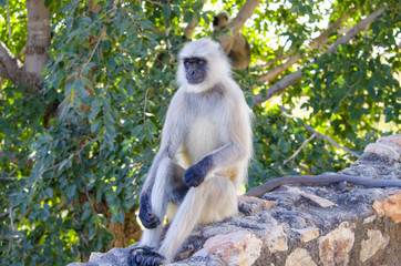 Animal a monkey in India South flat Langur
