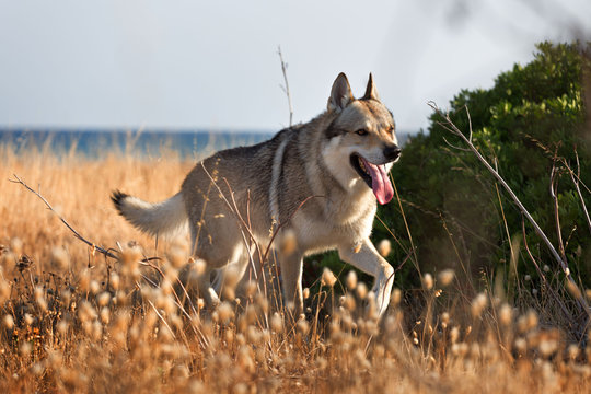 Czech Wolfdog in Sardinia, Italy