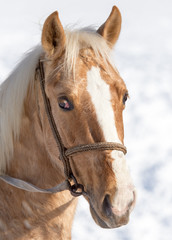 Fototapeta na wymiar Portrait of a horse on nature in winter