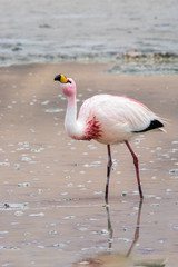 Flamingos im Bolivianischen Altiplano