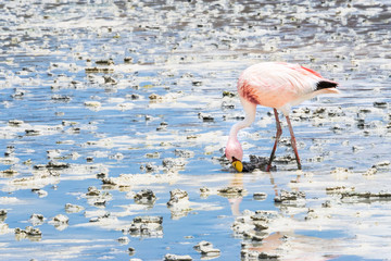 Fototapeta na wymiar Flamingos im Bolivianischen Altiplano