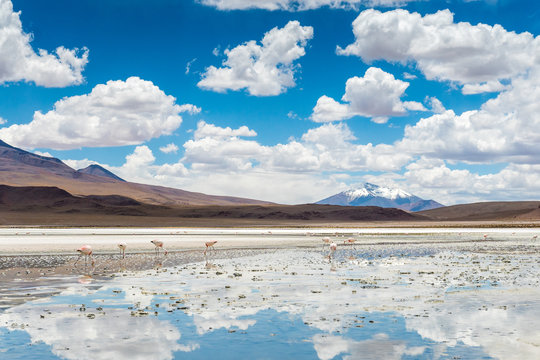 Landschaft mit Flamingos im Bolivianischen Altiplano