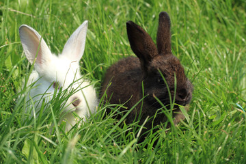 dark and white rabbit grass