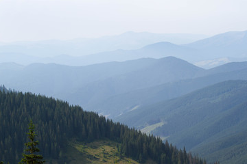 Spruce forest in the Ukrainian Carpathians. Sustainable clear ecosystem