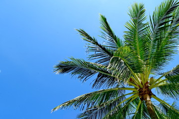 Obraz na płótnie Canvas coconut tree blue sky