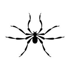 Spider, shade picture
