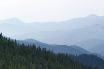 Spruce forest in the Ukrainian Carpathians. Sustainable clear ecosystem