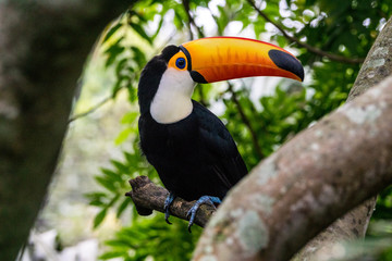 Tukan im Bolivianischen Amazonas-Tiefland