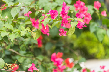Spring Weather Arrives in city of China.