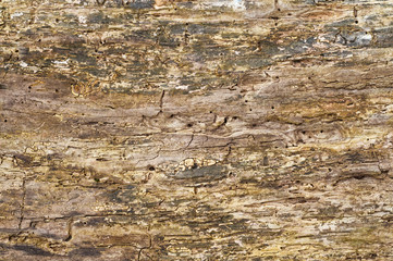 Holzwurmlöcher in altem Holz, Ökosystem Wald, Totholz, Biomasse, grunge, Hintergrund, liegendes Biotopholz, Forstwirtschaft