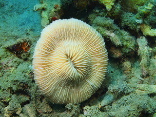 Naklejka premium Stone coral
