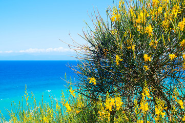 Żółte kwiaty na tle błękitnego morza w Włochech - obrazy, fototapety, plakaty
