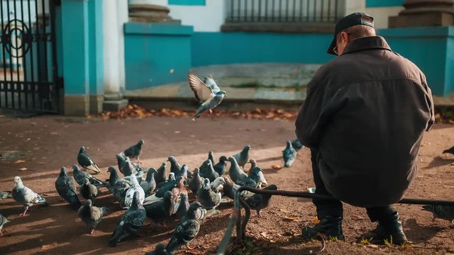 Elderly Man Feeding Pigeons