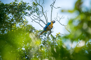 Gelbbrustara im Blätterdach des Bolivianischen Amazonas-Regenwald im Madidi Nationalpark