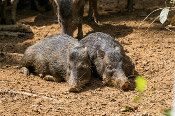 Weissbartpekaris an Lehmlecke im Amazonas-Regenwald