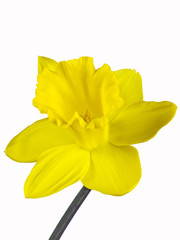 Gelbe Blüte einer Osterglocke freigestellt auf weißem Hintergrund