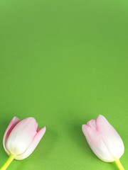 Frühlingshafter Hintergrund aus grüner Pappe mit zwei rosa Tulpenblüten am unteren Rand
