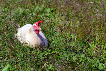 chicken on the grass